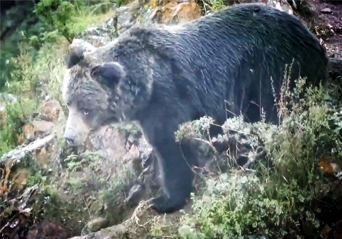 包含岭东暴熊队对阵江畔雪豹队，网球淘汰赛失利，内线统治篮板——全面提速抢占先机的词条-九游会入口